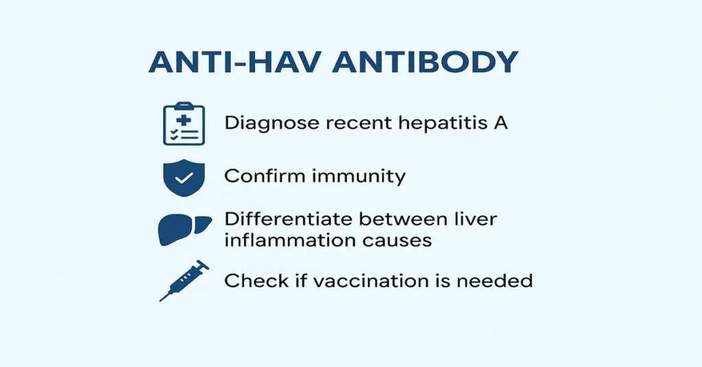 Infographic showing main purposes of Anti-HAV Antibody Test – diagnose hepatitis A, confirm immunity, check vaccination, and differentiate liver causes.