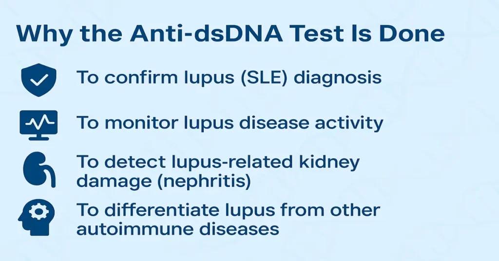 Infographic showing four main purposes of Anti-dsDNA Test – confirming lupus, monitoring activity, detecting kidney damage, and differentiating autoimmune diseases.