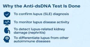 Infographic showing four main purposes of Anti-dsDNA Test – confirming lupus, monitoring activity, detecting kidney damage, and differentiating autoimmune diseases.