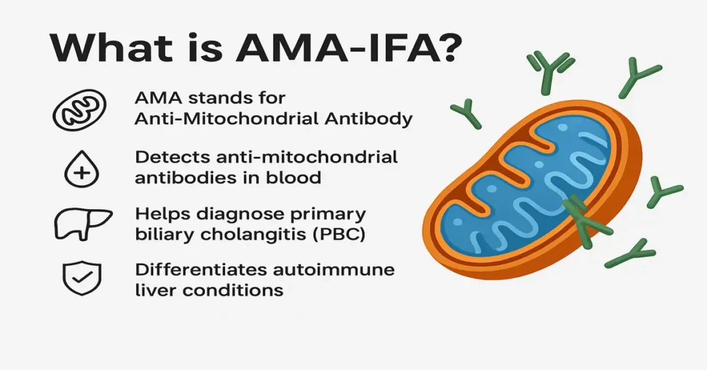 AMA-IFA Test – Detects anti-mitochondrial antibodies to diagnose primary biliary cholangitis and autoimmune liver conditions.