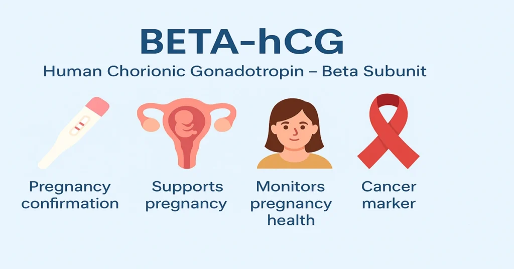 Medical infographic showing Beta-hCG (Human Chorionic Gonadotropin - Beta Subunit) test with four main points: pregnancy confirmation, supports pregnancy, monitors pregnancy health, and acts as a cancer marker.