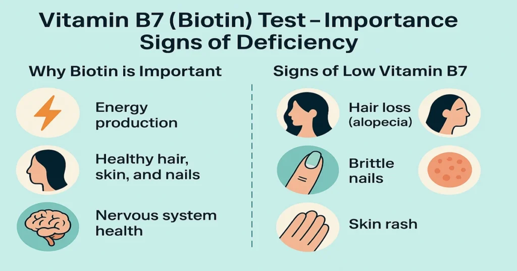 Infographic explaining the Vitamin B7 (Biotin) test, showing its importance for energy production, healthy hair, skin, and nervous system function, and the key signs of deficiency such as hair loss, brittle nails, and skin rash.