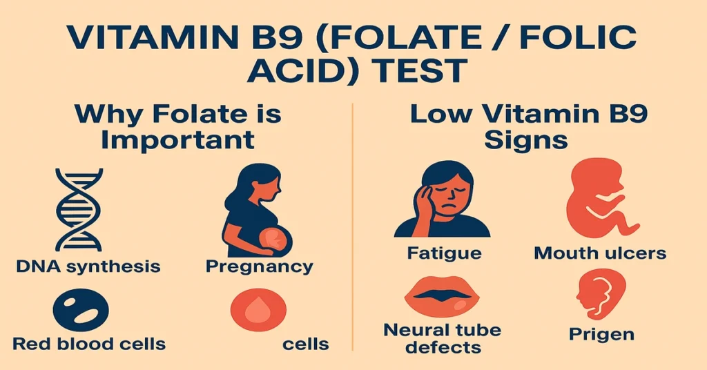 Infographic explaining Vitamin B9 (Folate / Folic Acid) test, showing its importance for DNA synthesis, pregnancy health, and red blood cell formation, along with key deficiency signs such as fatigue, mouth ulcers, and neural tube defects.