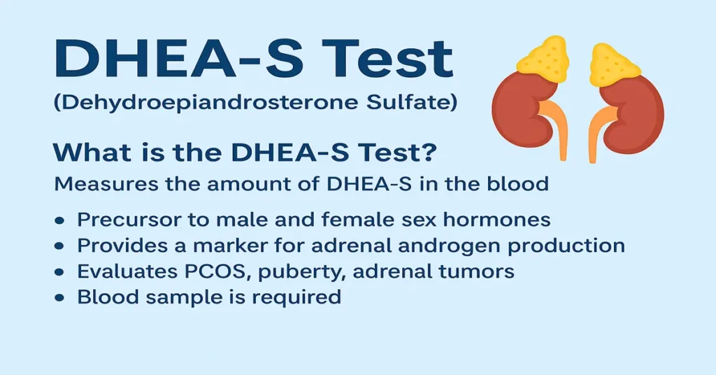Infographic explaining the DHEA-S Test with adrenal gland icon, hormone pathway graphics, and key points showing its role as an adrenal androgen marker, precursor to testosterone and estrogen, PCOS evaluation, and diagnosis of adrenal tumors and CAH.