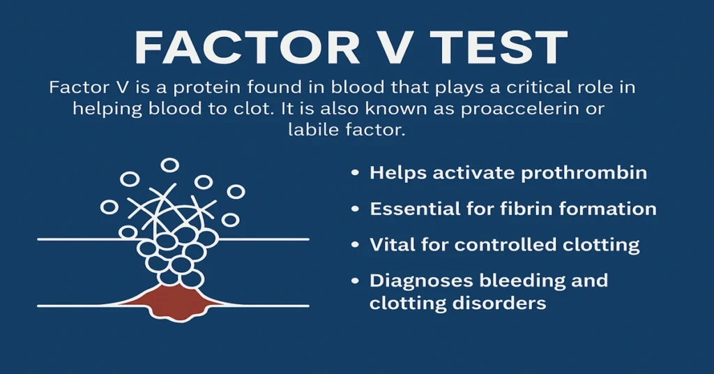 Factor V test infographic showing clotting factor purpose with four points about diagnosing bleeding and clotting disorders.