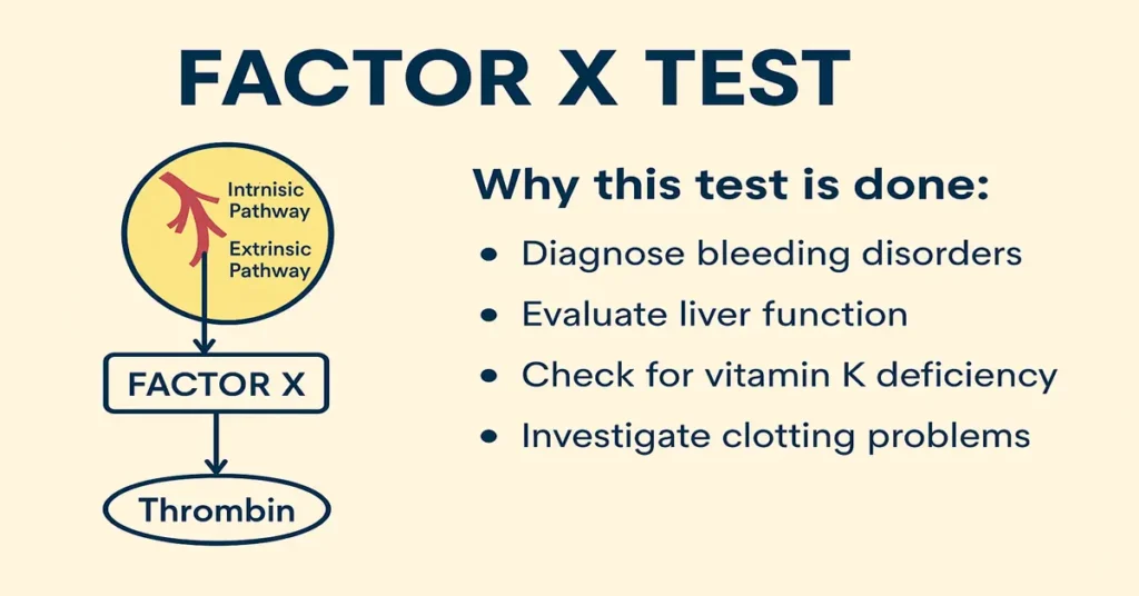 Factor X test infographic showing clotting pathway role with four points explaining why this test is done.
