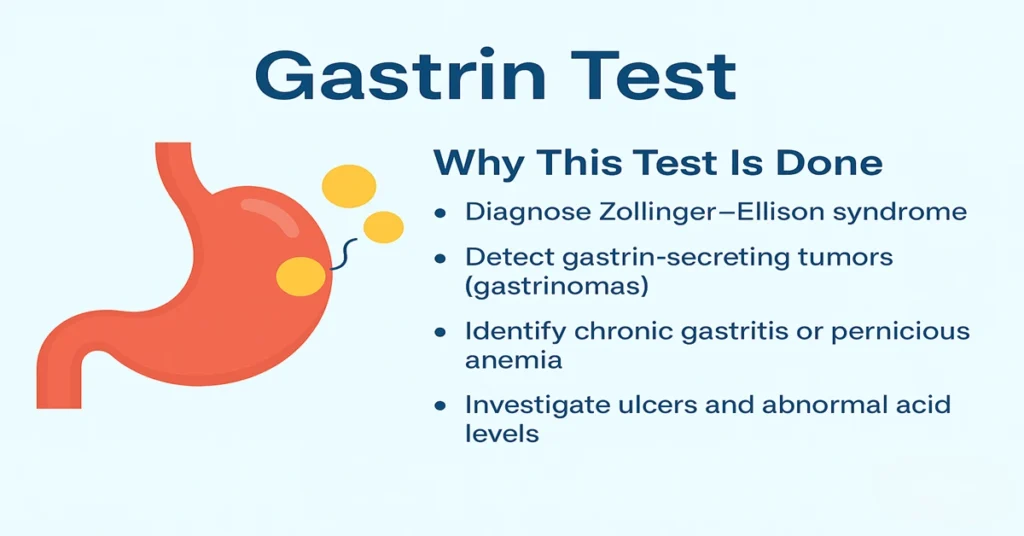 Infographic showing why the Gastrin Test is done, with stomach illustration and key points explaining conditions like Zollinger–Ellison syndrome and gastrinomas.