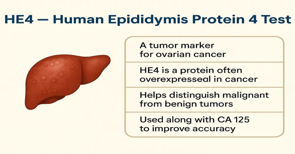 HE4 test infographic showing ovarian cancer tumor marker details with ovary illustration and four key points about HE4 protein.