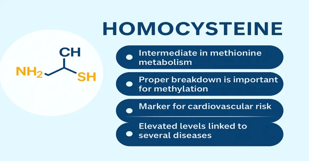 Infographic showing the Homocysteine test with four key points explaining methionine metabolism, methylation, cardiovascular risk, and disease association.