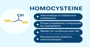 Infographic showing the Homocysteine test with four key points explaining methionine metabolism, methylation, cardiovascular risk, and disease association.