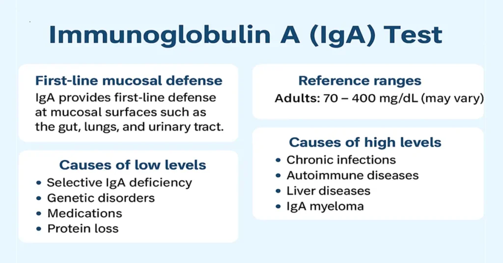 Medical infographic explaining the Immunoglobulin A (IgA) test with four key points covering functions, reference ranges, low levels, and high IgA causes.