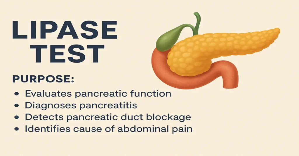 Lipase Test infographic showing pancreas and key purposes of the test