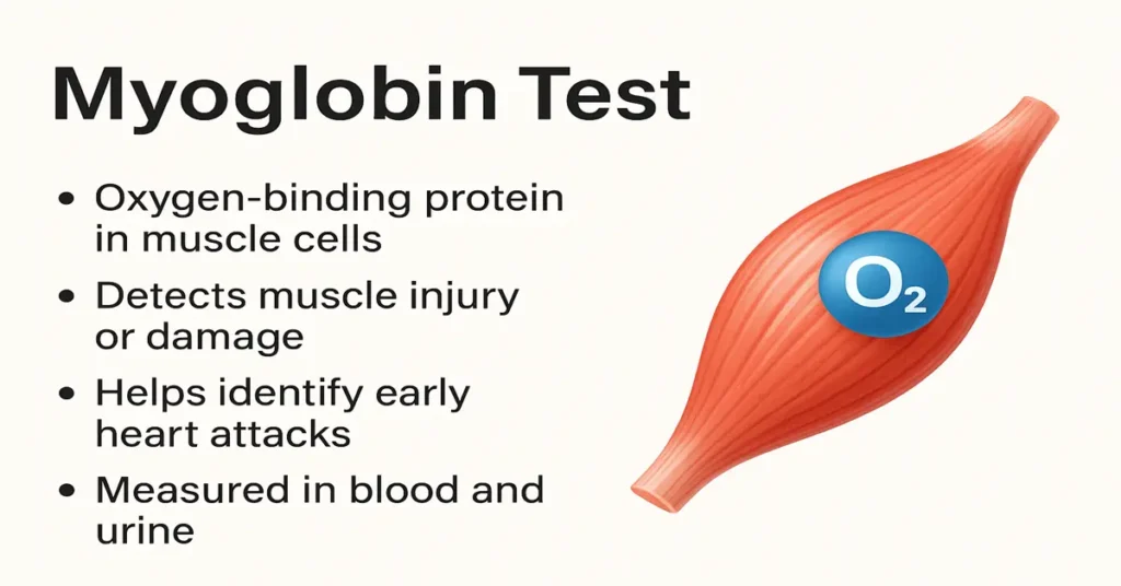 Medical infographic showing “Myoglobin Test” with muscle fiber illustration and key points about detecting muscle injury, heart attack, and oxygen-binding function.