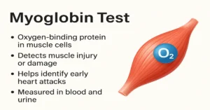 Medical infographic showing “Myoglobin Test” with muscle fiber illustration and key points about detecting muscle injury, heart attack, and oxygen-binding function.