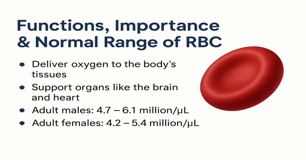 Infographic explaining the functions and importance of red blood cells (RBC), including oxygen delivery, organ support, and normal RBC ranges for adult males and females, with a realistic red blood cell illustration.
