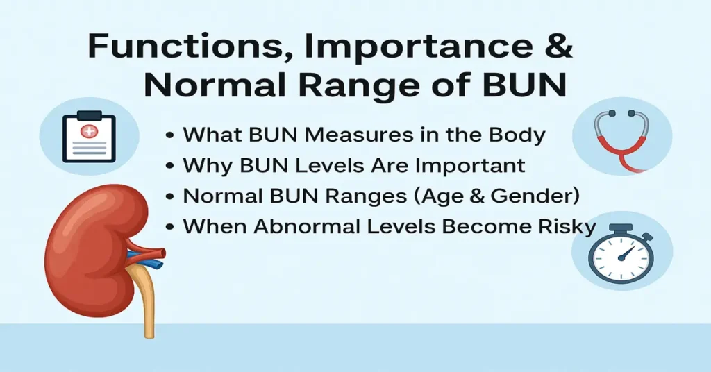 Medical featured image explaining BUN functions, importance, normal ranges by age and gender, and when abnormal BUN levels become risky.