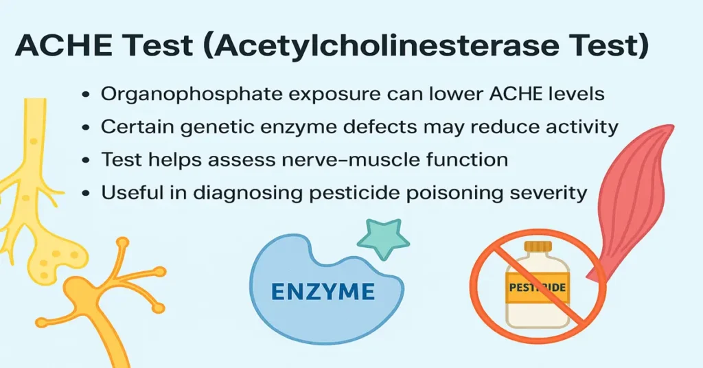 Medical featured image explaining AChE Test with title and bullet points about organophosphate exposure, genetic enzyme defects, nerve–muscle function assessment, and pesticide poisoning diagnosis. Includes enzyme, nerve, and muscle graphics.